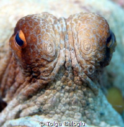 A curious octopus! by Tolga Baloglu 